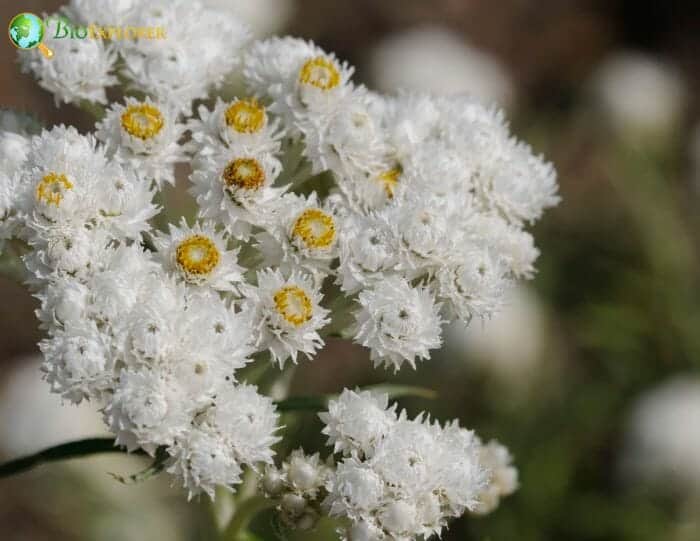 Pearly Everlasting