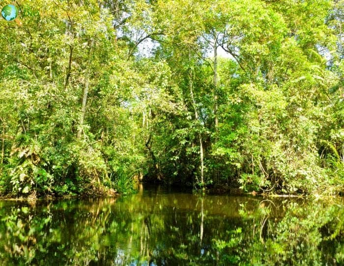 Peat Swamp Forests Of Malaysia