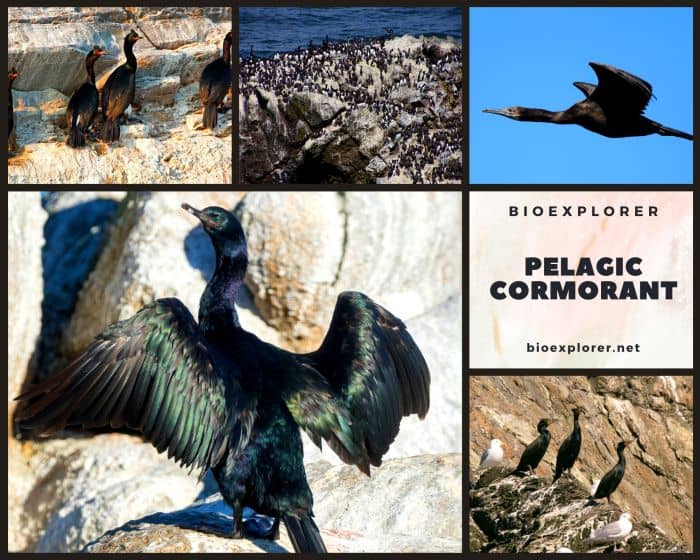 Pelagic Cormorant