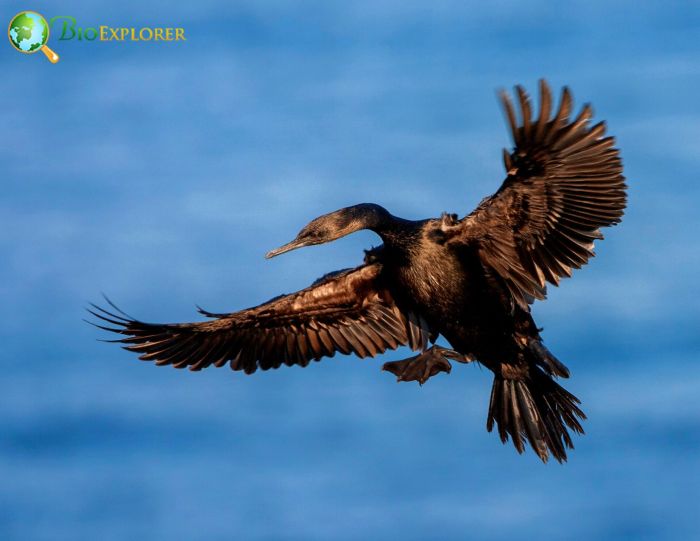 Pelagic Cormorant