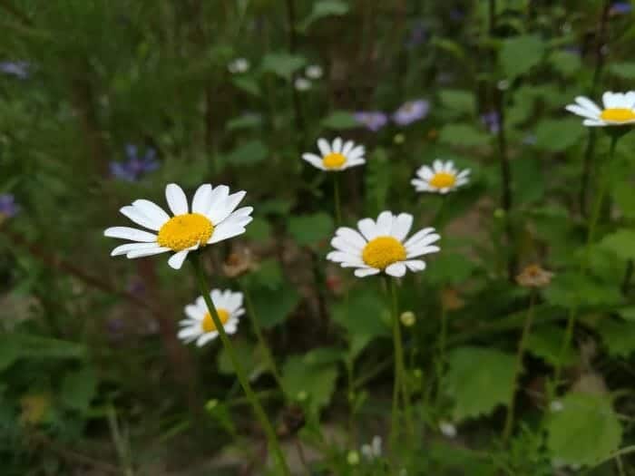 Pellitory Flowers