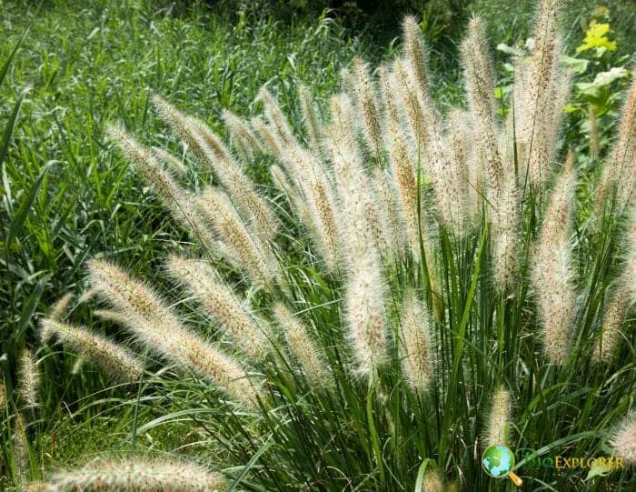 Pennisetum Setaceum