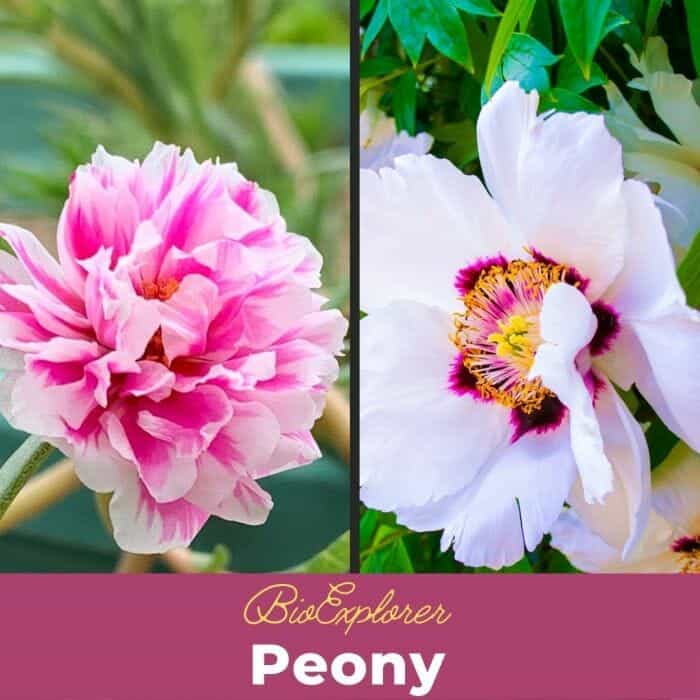 Peony