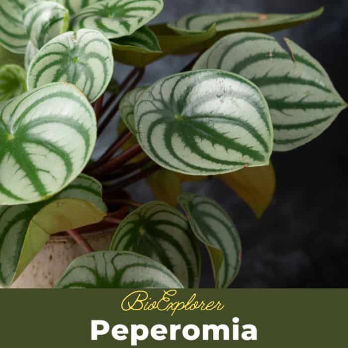 Peperomia