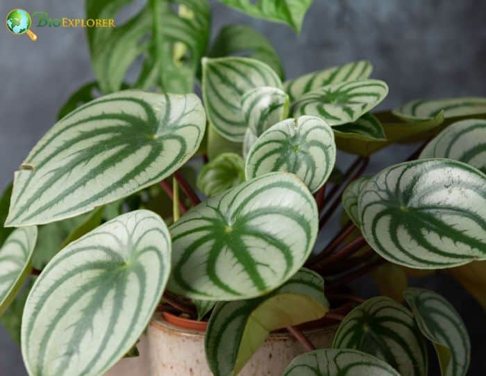 Peperomia Leaves