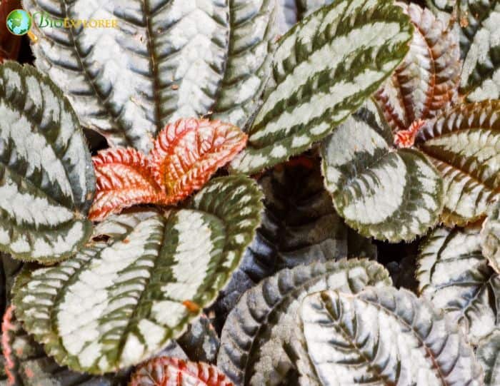 Peperomia Plants