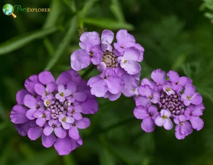 Persian Candytuft