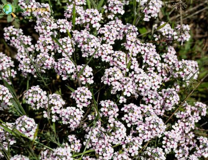 Persian Watercress