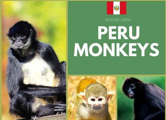 Peru Monkeys