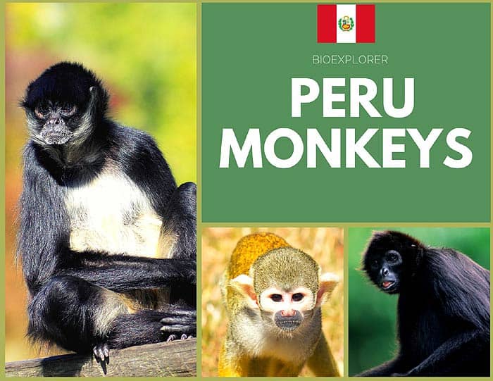 Peru Monkeys