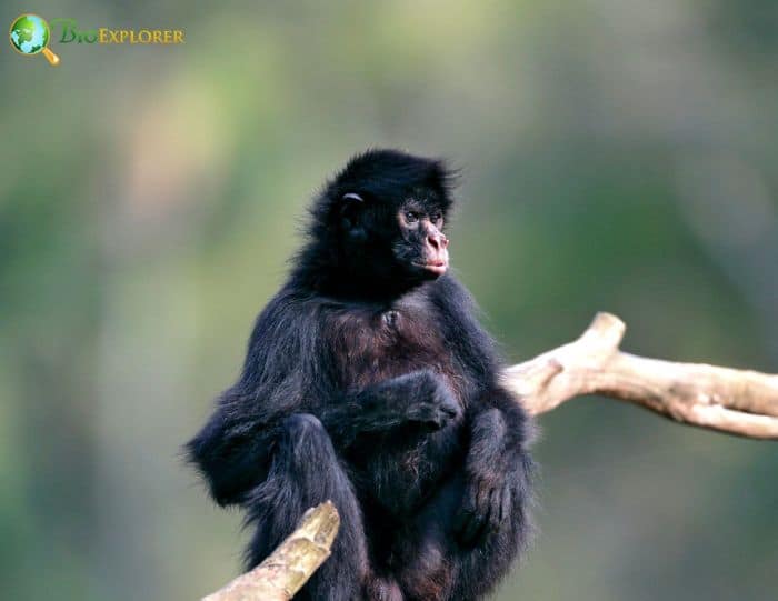 Peruvian Spider Monkey