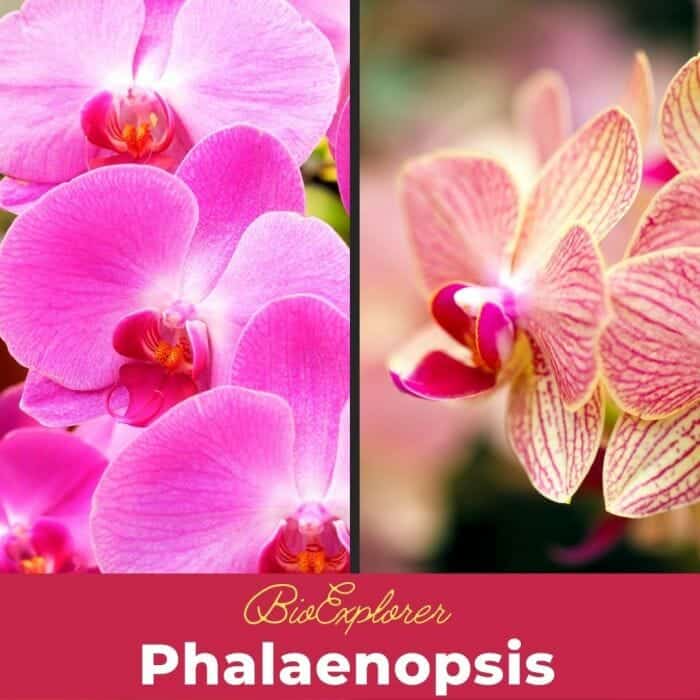 Phalaenopsis