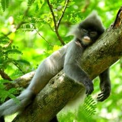 Phayre's Langur