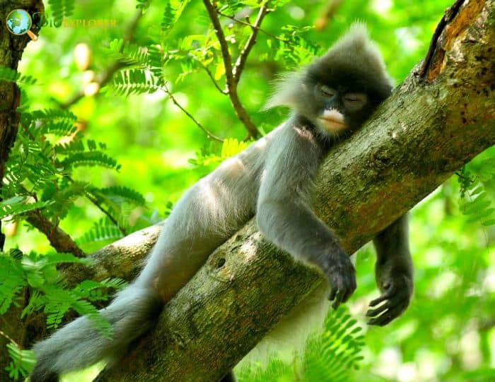 Phayre's Langur Characteristics | Trachypithecus Phayrei Facts