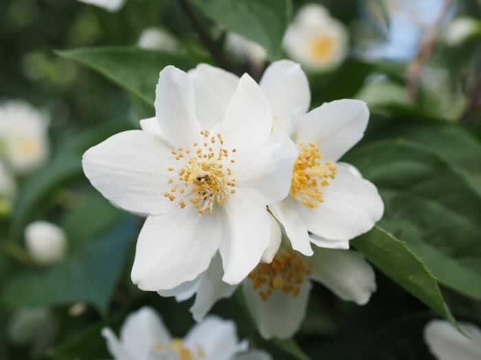 Philadelphus Lewisii