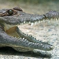 Philippine Crocodile