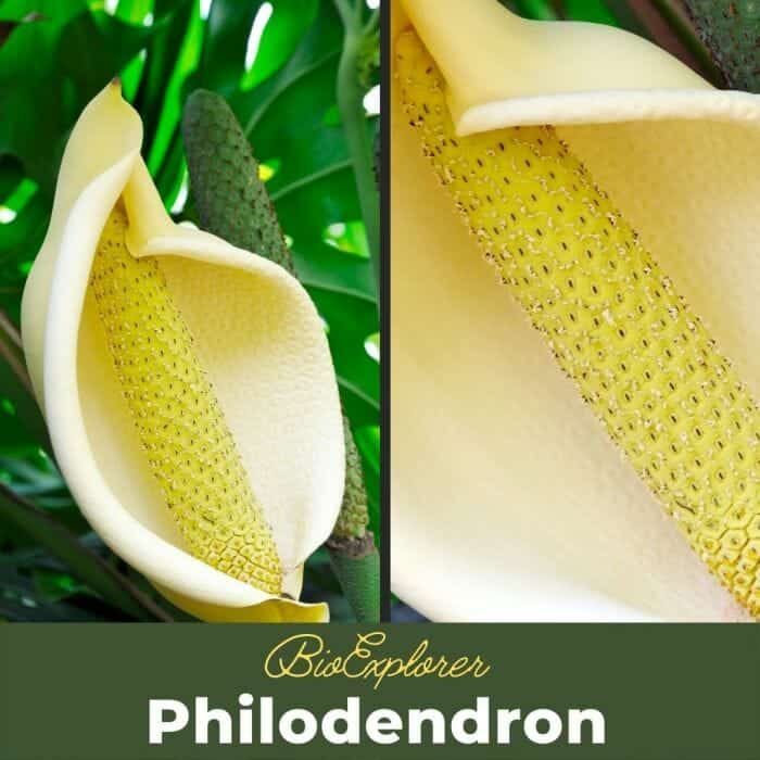 Philodendron