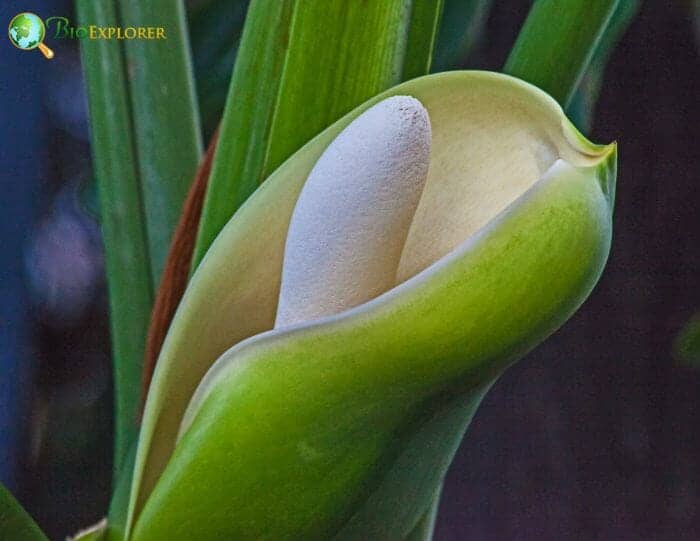 Philodendron Flower