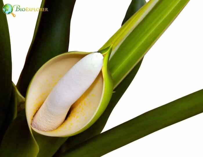 Philodendron Flowering Plant