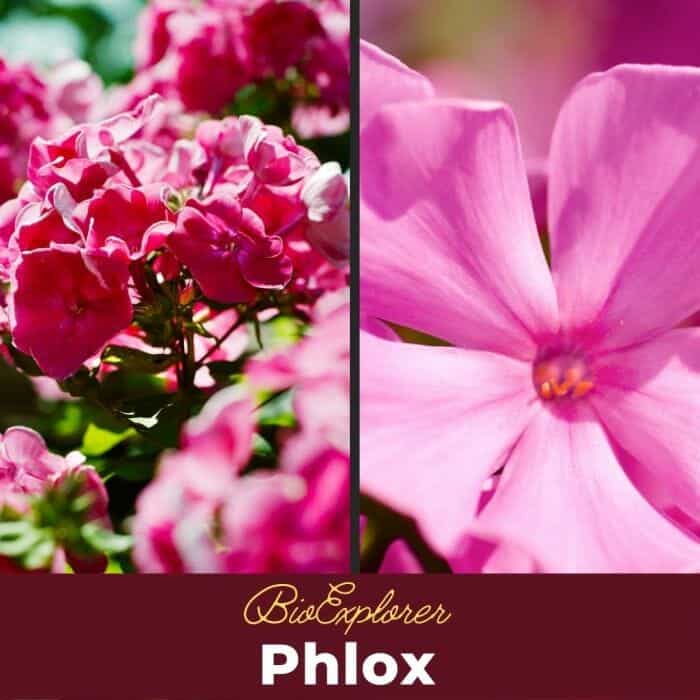 Phlox