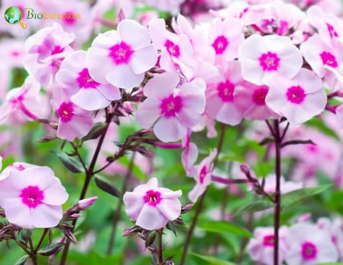 Phlox