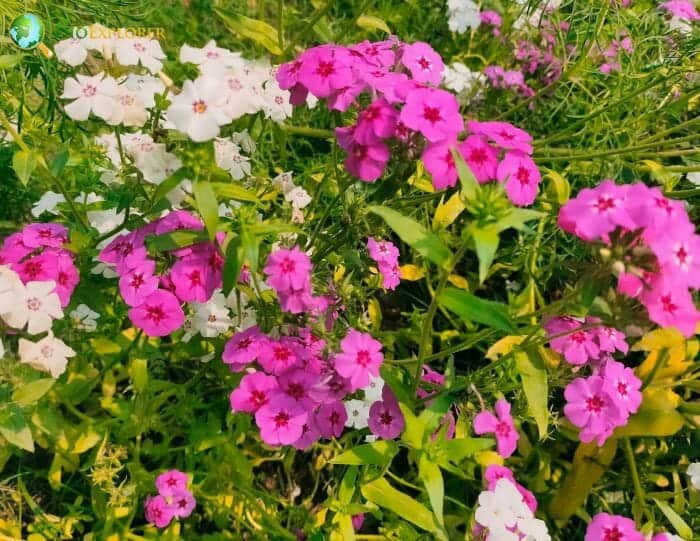 Phlox Flowers