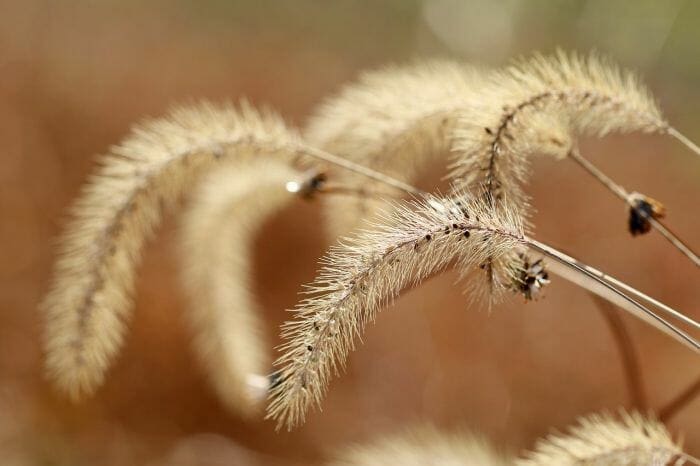 Phragmites Australis