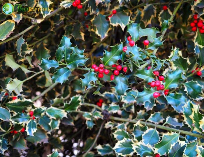 Physical Characteristics of Holly Plants