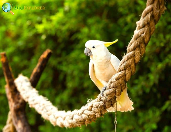 Physical Features of White Cockatoos