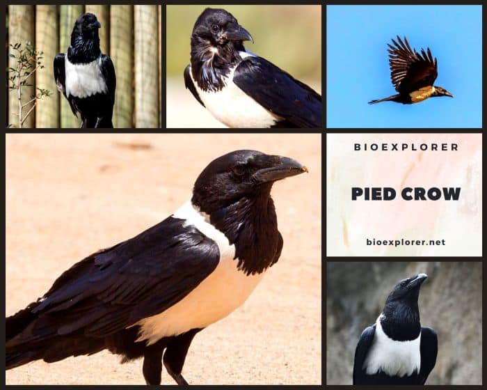 Pied Crow