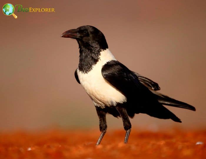 Pied Crow