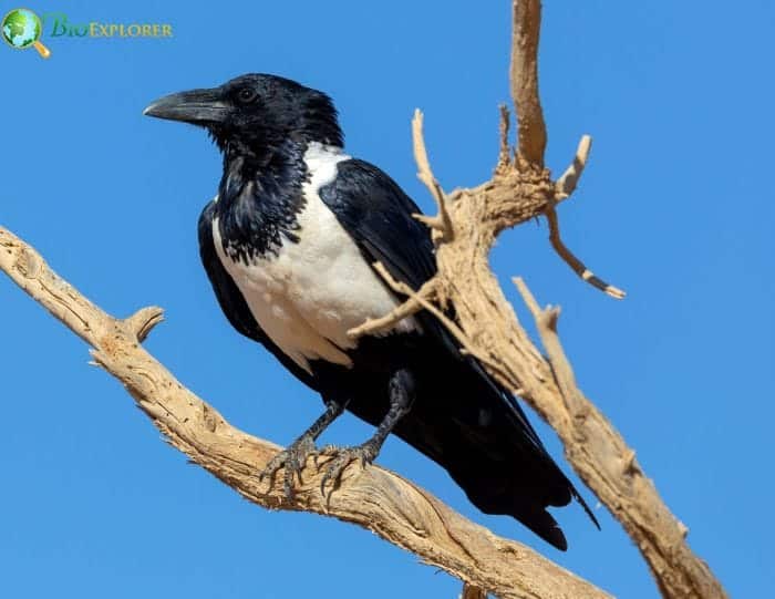 Pied Crow