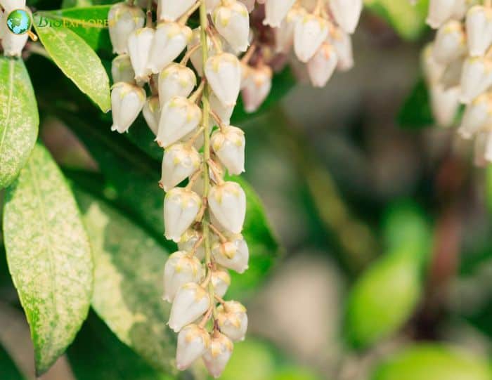 Pieris Japonica