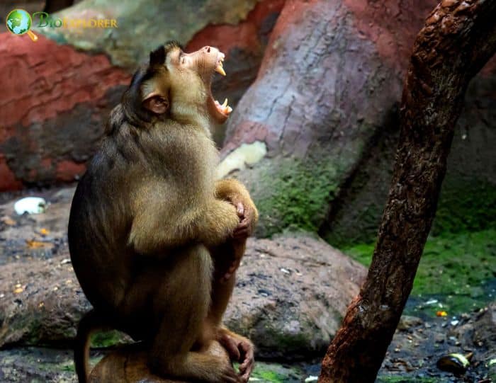 Pigtail Macaque 