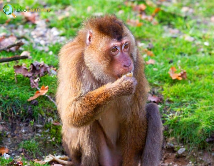 Pigtail Macaque 