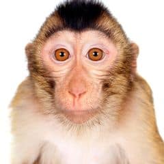 Pigtail macaque