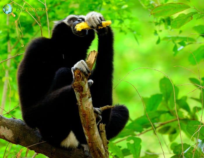 Pileated Gibbon 