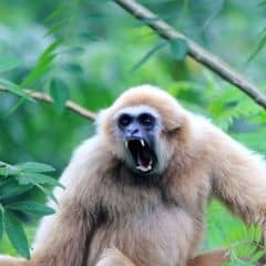 Pileated Gibbon