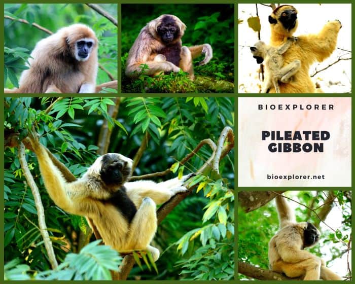 Pileated Gibbon