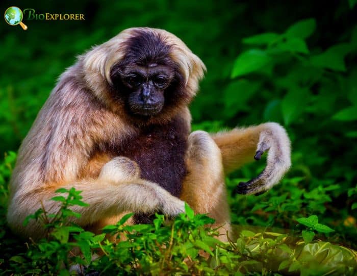 Pileated Gibbon