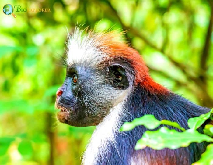 Piliocolobus Tephrosceles