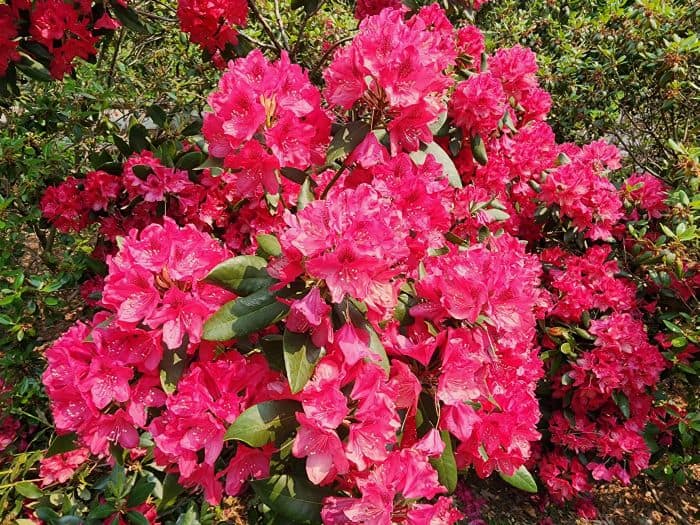 Pink Azalea Flowers