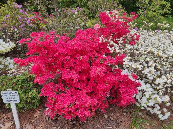 Pink-colored Azaleas