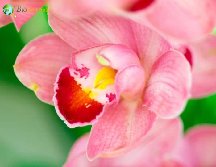 Pink Cymbidium Flowers