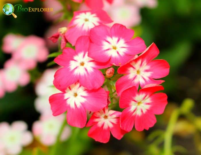 Pink Drummonds Phlox Flowers