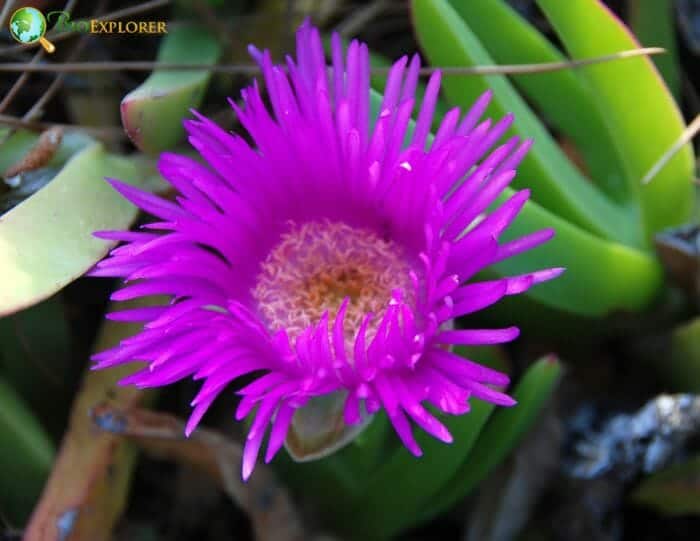 Pink Fig Marigold Flower