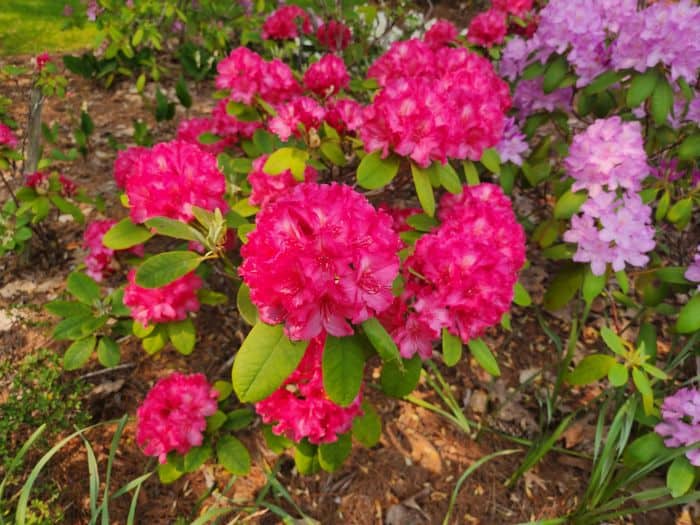 Pink Lavender Azaleas