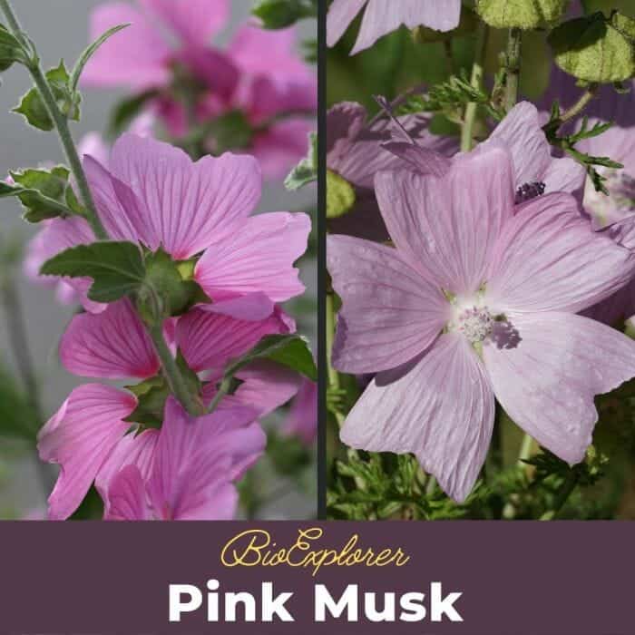 Pink Musk