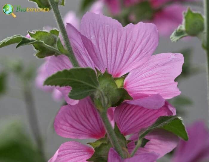 Pink Musk Flower