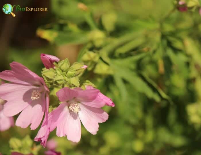 Pink Musk Flowers